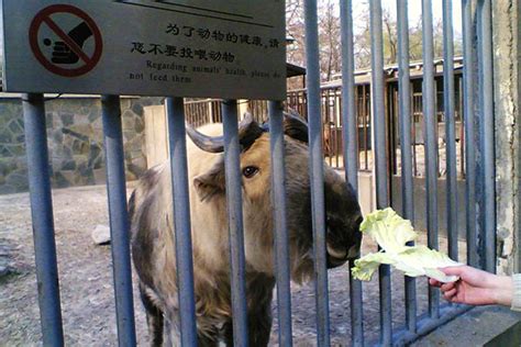 动物为什么进化怎么进化,感觉进化论都谈动物