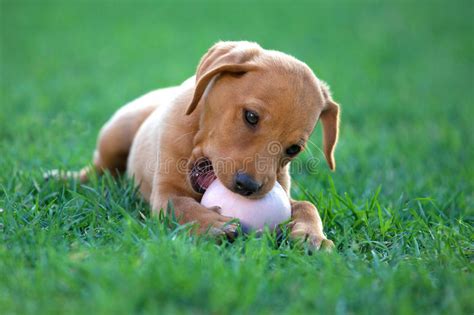 德国牧羊犬幼犬多少钱一只小泰迪犬大概多少钱一只,小狗市场价多少钱一只