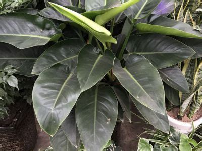 金钻有什么用,我养的金钻真茂盛