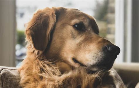 养法国斗牛犬为什么要养公的,斗牛犬为什么不能养