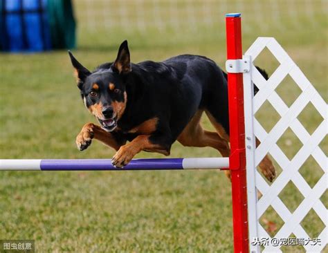 买个柴犬需要多少钱,2018年柴犬的价格多少钱