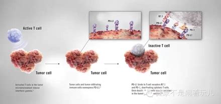 免疫细胞为什么杀不死癌细胞,癌细胞时如何杀死正常细胞的