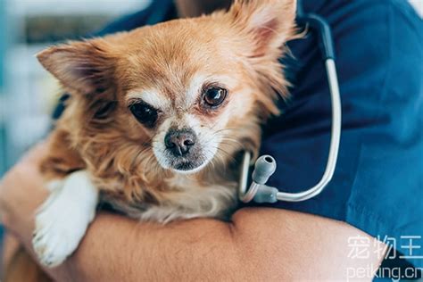 狗狗一年注射一次狂犬疫苗,宠物狗要打什么疫苗多少钱