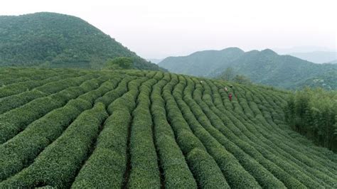 特好看的手机壁纸茶园 特别好看的手机壁纸