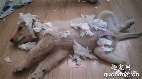 狗为什么爱撕纸,发现狗狗爱撕纸