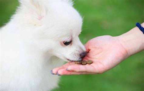 狗狗食欲不好怎么办幼犬5个月食欲下降,狗狗食欲不好怎么解决