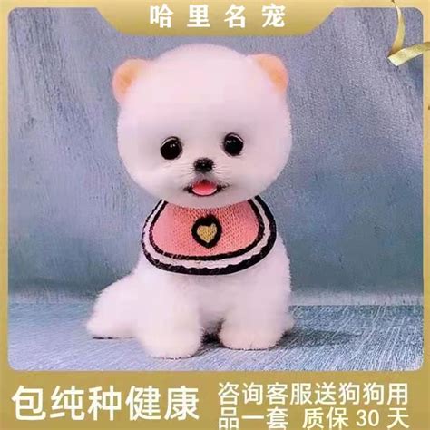 八哥犬价格多少钱,巴哥犬好养吗