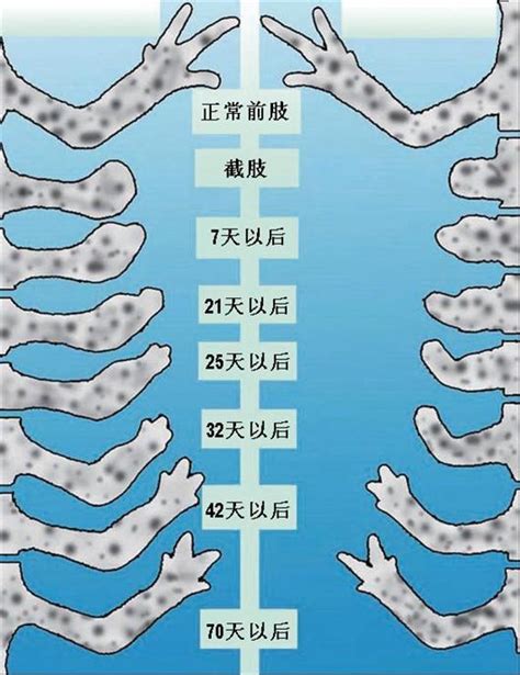 人为什么不能断肢再生,动物的器官有再生能力