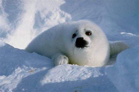 北极熊是怎么繁殖后代的,更多北极熊近亲繁殖