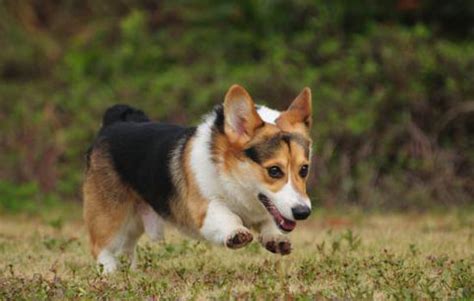 金毛犬粮价格是多少,比熊犬的价格是多少