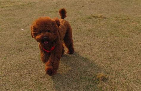 犬瘟的治疗方法是什么,犬瘟后期怎么治疗