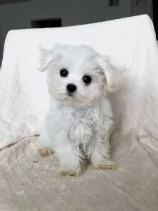 Maltese,maltese