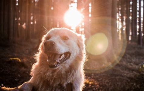 贵宾犬吃多少食物,给贵宾犬吃这7种食物