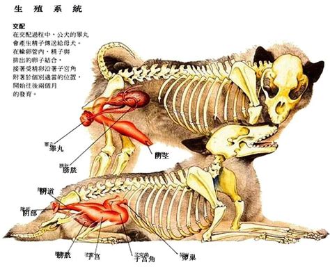 狗狗为什么会舔屁股在地上蹭屁股呢,狗为什么交配屁股