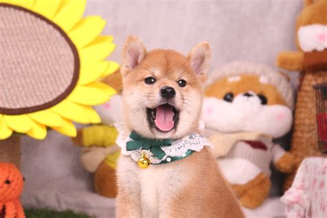 养一只柯基一年大概要多少钱宠物美容学习多少钱,石狮狗狗美容多少钱一次