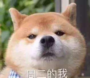 为什么狗狗什么都不吃,狗狗不吃东西