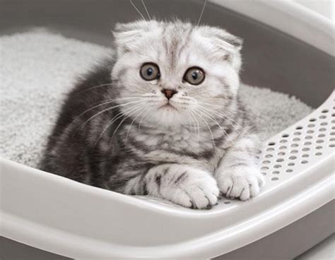猫咪为什么会乱尿尿,猫为什么在家到处尿