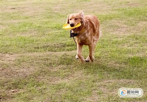 泰迪犬很臭怎么回事泰迪犬便便臭该怎么办,泰迪犬体味怎么样