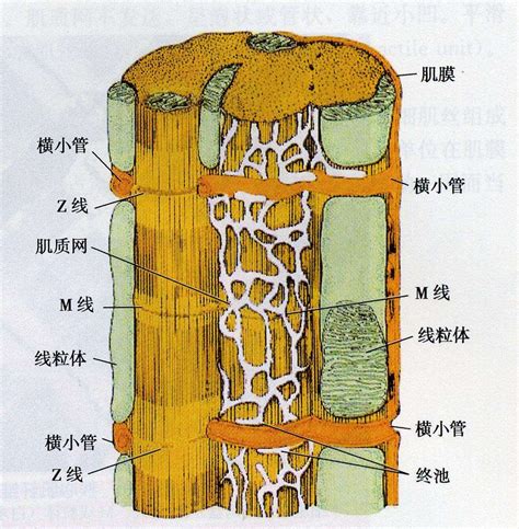 我们谈到了什么,外骨骼