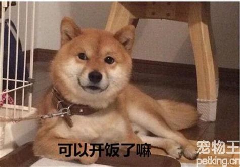 柴犬为什么这么贵,宠物狗为什么这么贵