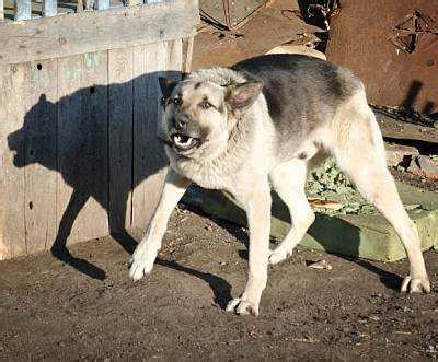 狗狗不吃狗粮怎么办,犬出现厌主怎么办