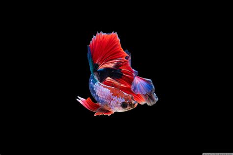 为什么说不建议买华为matebook,华为matebook x pro配置