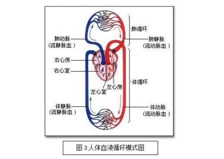 静脉为什么蓝色的,为什么人类的血液是红色的