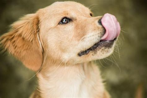 小狗为什么喜欢舔人的嘴巴,狗狗为什么喜欢舔你