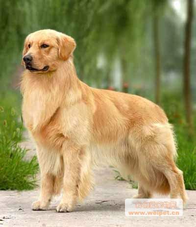 猫为什么会跑出,为什么猫咪总是不理人呢