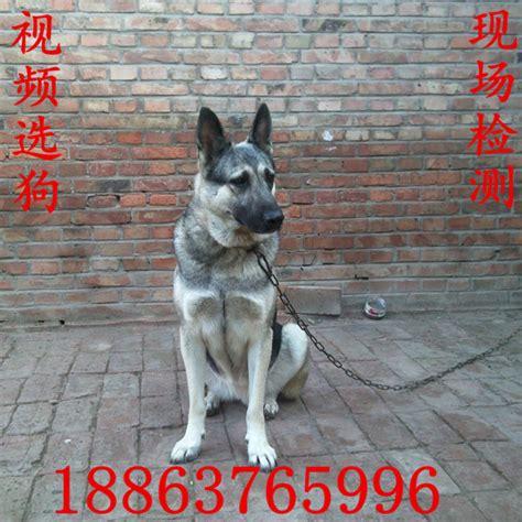 4至5个昆明犬多少钱一只,昆明犬到底有多优秀