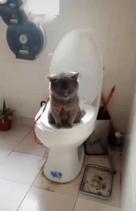 猫咪为什么喜欢跟主人上厕所,为什么猫咪爱陪着主人上厕所