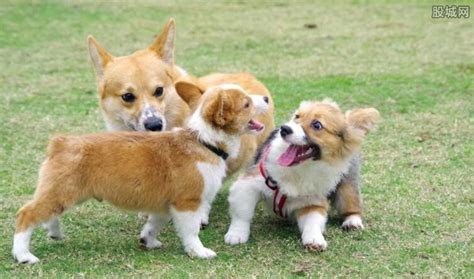 纯种柯基一般卖多少钱一只,只要是纯种柯基