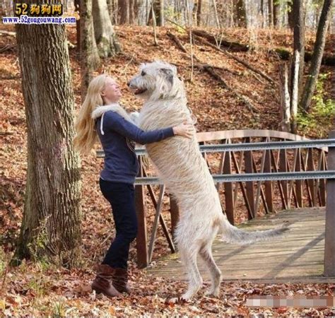 马尔济斯犬是什么样子的,仙气飘飘的马尔济斯犬