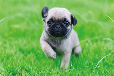 沙皮狗八哥犬多少钱一只,男子带着自家的沙皮狗