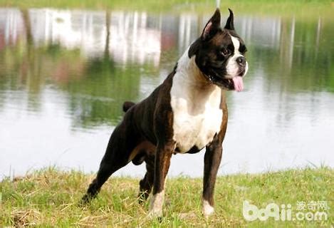 狗为什么忠诚于主人,为什么狗狗对人忠诚