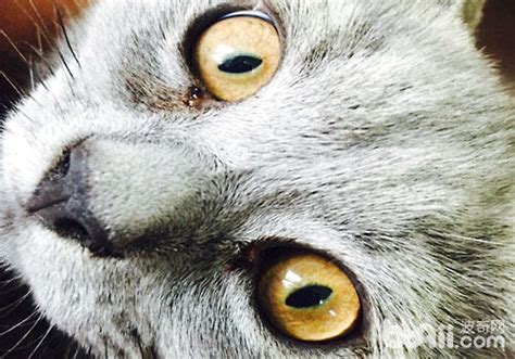 猫咪有眼屎是什么原因猫咪眼屎问题该不该重视,小猫红色眼屎什么原因