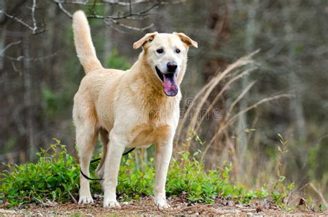 萨路基猎犬什么来头,拉路基猎犬多少钱