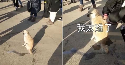 金毛犬怎么除满虫,狗的螨虫怎么治疗