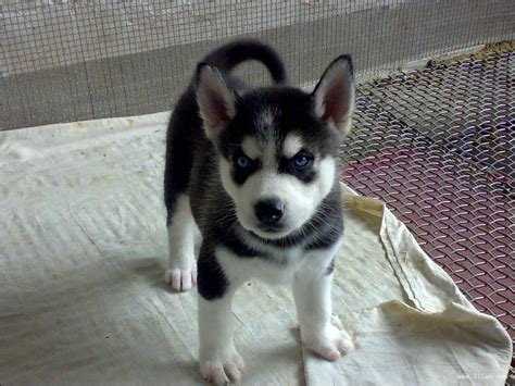 幼犬需要补些什么,狗子成长所需要的营养