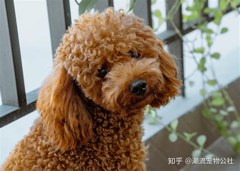 泰迪幼犬为什么屁股,为什么泰迪拉粑粑前要转圈