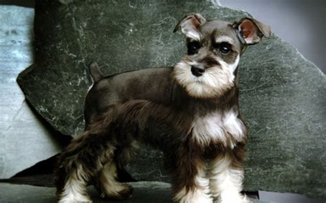 雪纳瑞为什么这么凶,别怪雪纳瑞不让你抱