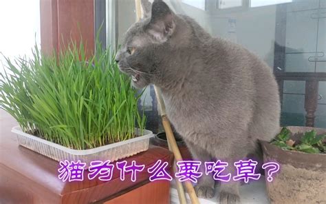 猫咪 吃多少猫草,怎么让猫咪发腮