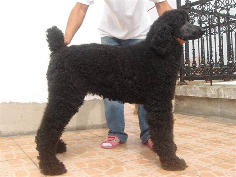 巨型贵宾犬肩高是多少算好,价格高的巨型贵宾犬