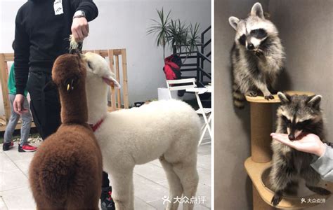 德国牧羊犬多少钱一只,深圳柯基犬多少钱