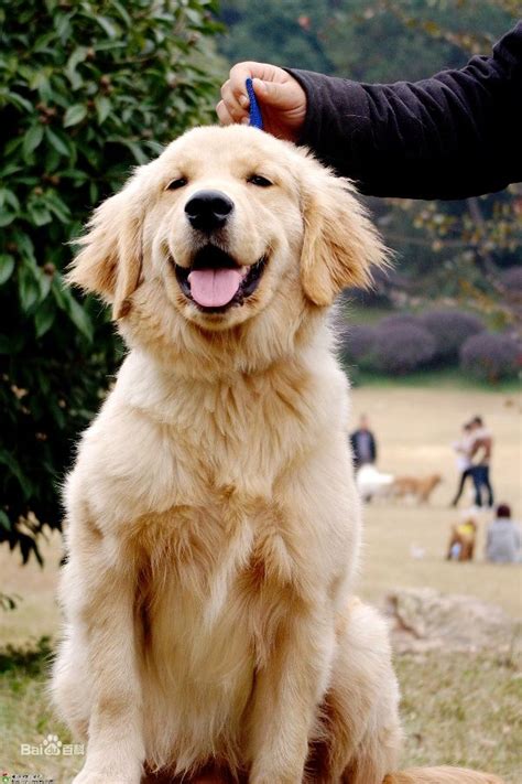 一只纯种的金毛犬大概多少钱,金毛犬半年半年的犬能值多少钱