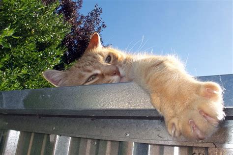 猫癣为什么要晒太阳,猫藓长在人身上怎么治