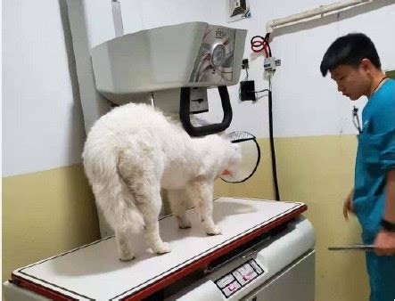 萨摩耶不让上眼药怎么办,导致萨摩耶泪痕的因素有哪些