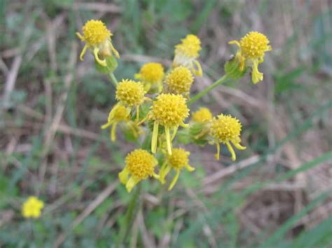 这3种花是狗命花,狗狗讨厌什么花草