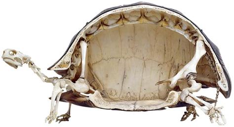 我们国家的房价,发达国家的房价是多少