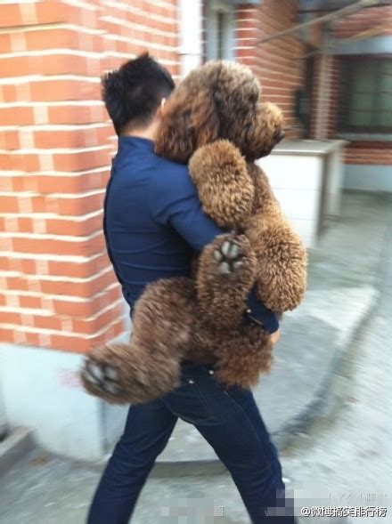 为什么泰迪狗这么大只,泰迪为什么招人烦